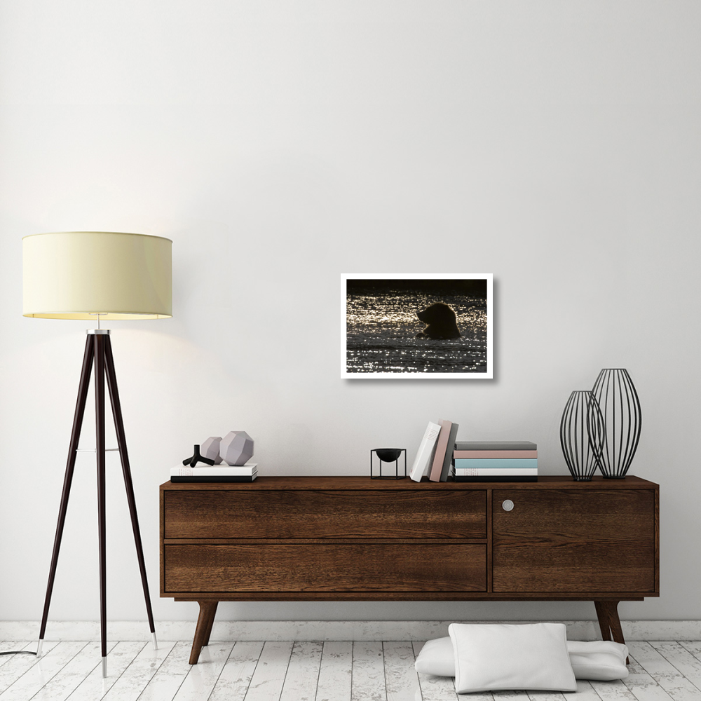 Grizzly Bear in water, Katmai National Park, Alaska-Paper Art-26&quotx18"