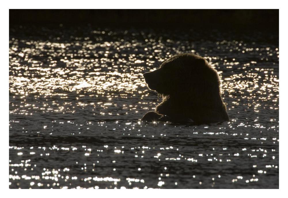 Grizzly Bear in water, Katmai National Park, Alaska-Paper Art-32"x22"