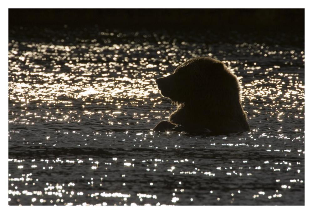 Grizzly Bear in water, Katmai National Park, Alaska-Paper Art-38"x26"