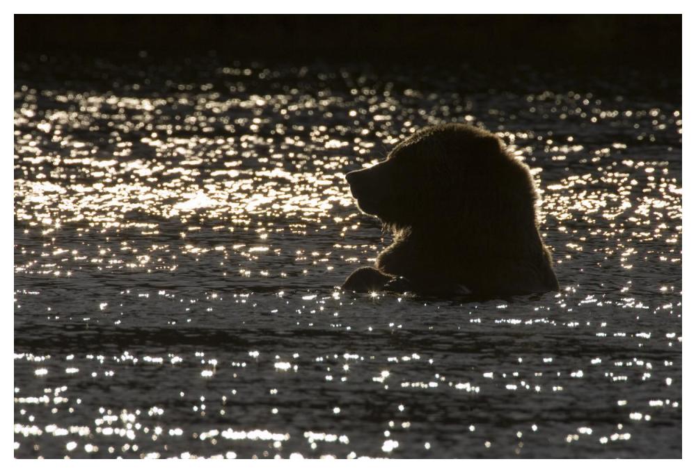 Grizzly Bear in water, Katmai National Park, Alaska-Paper Art-50"x34"