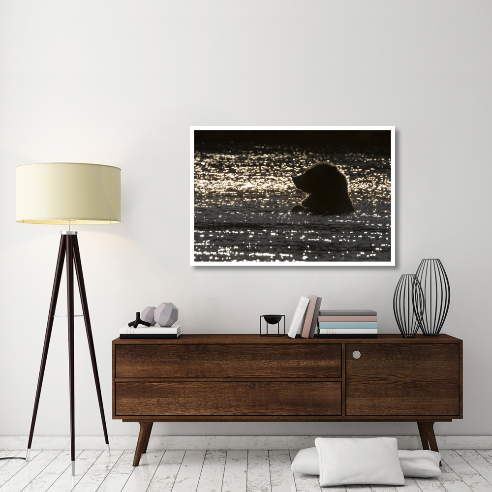 Grizzly Bear in water, Katmai National Park, Alaska-Paper Art-50&quotx34"
