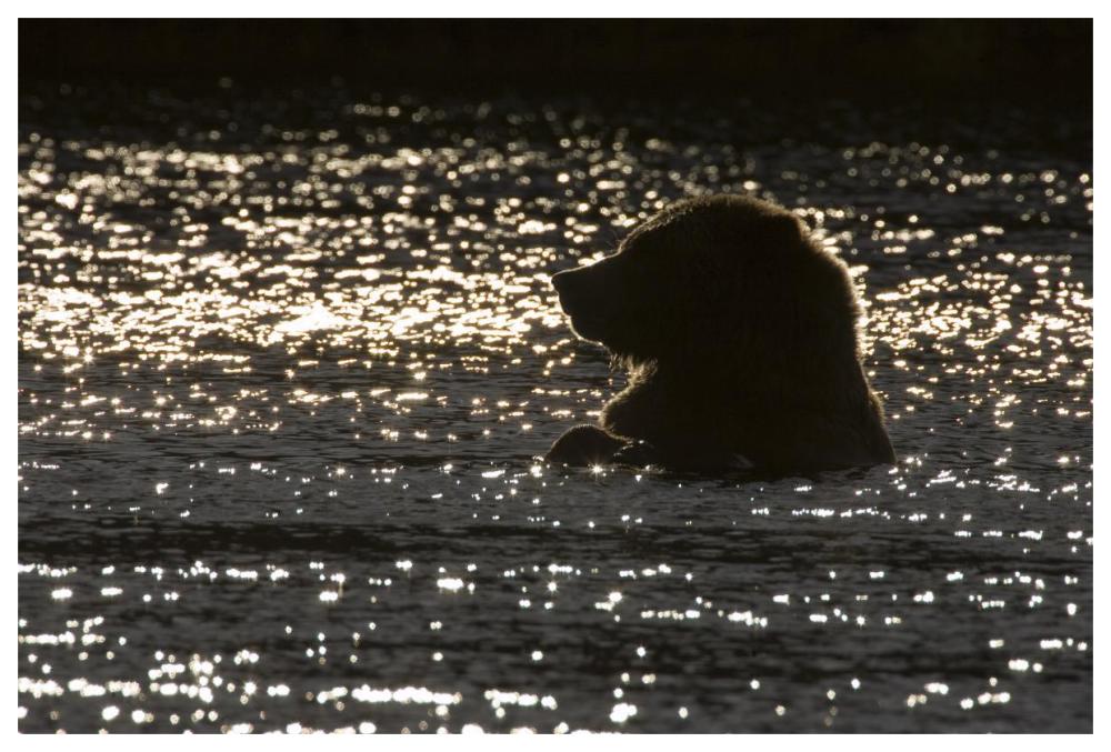 Grizzly Bear in water, Katmai National Park, Alaska-Paper Art-62"x42"