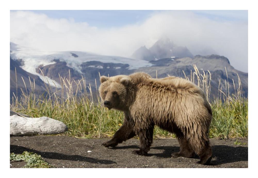 Grizzly Bear yearling, Katmai National Park, Alaska-Paper Art-26"x18"