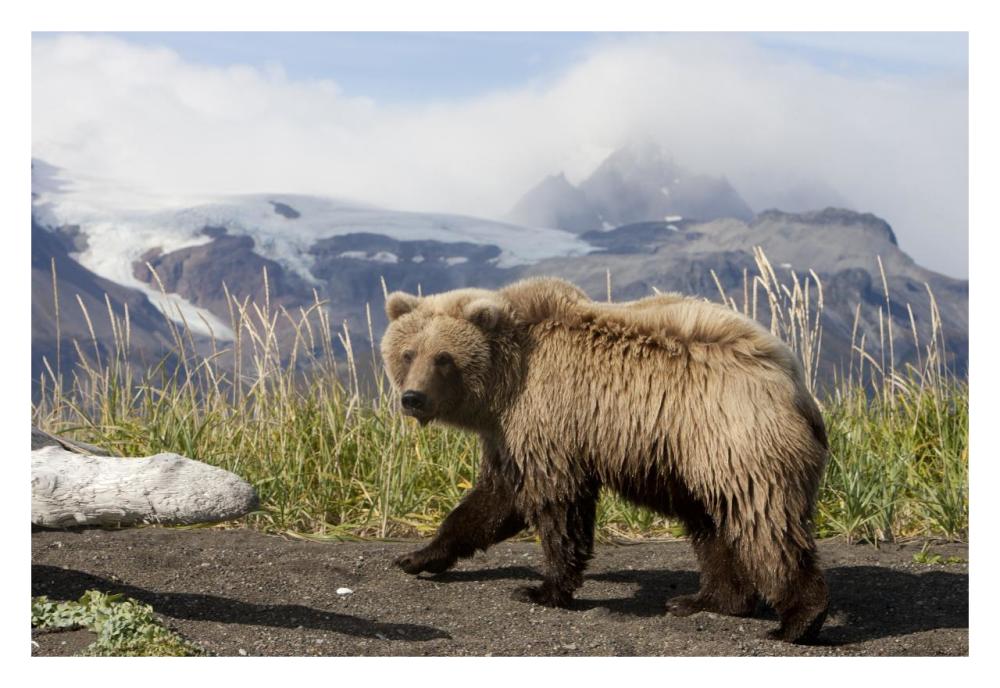 Grizzly Bear yearling, Katmai National Park, Alaska-Paper Art-32"x22"