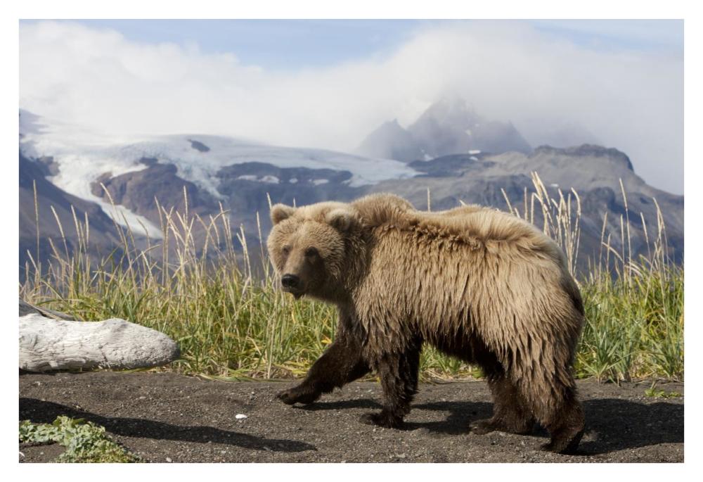 Grizzly Bear yearling, Katmai National Park, Alaska-Paper Art-38"x26"