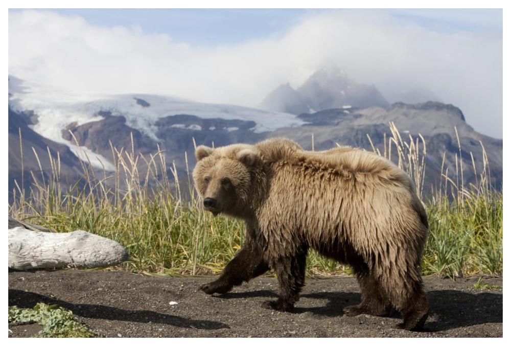 Grizzly Bear yearling, Katmai National Park, Alaska-Paper Art-62"x42"