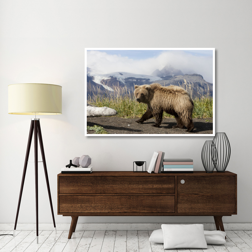 Grizzly Bear yearling, Katmai National Park, Alaska-Paper Art-62&quotx42"