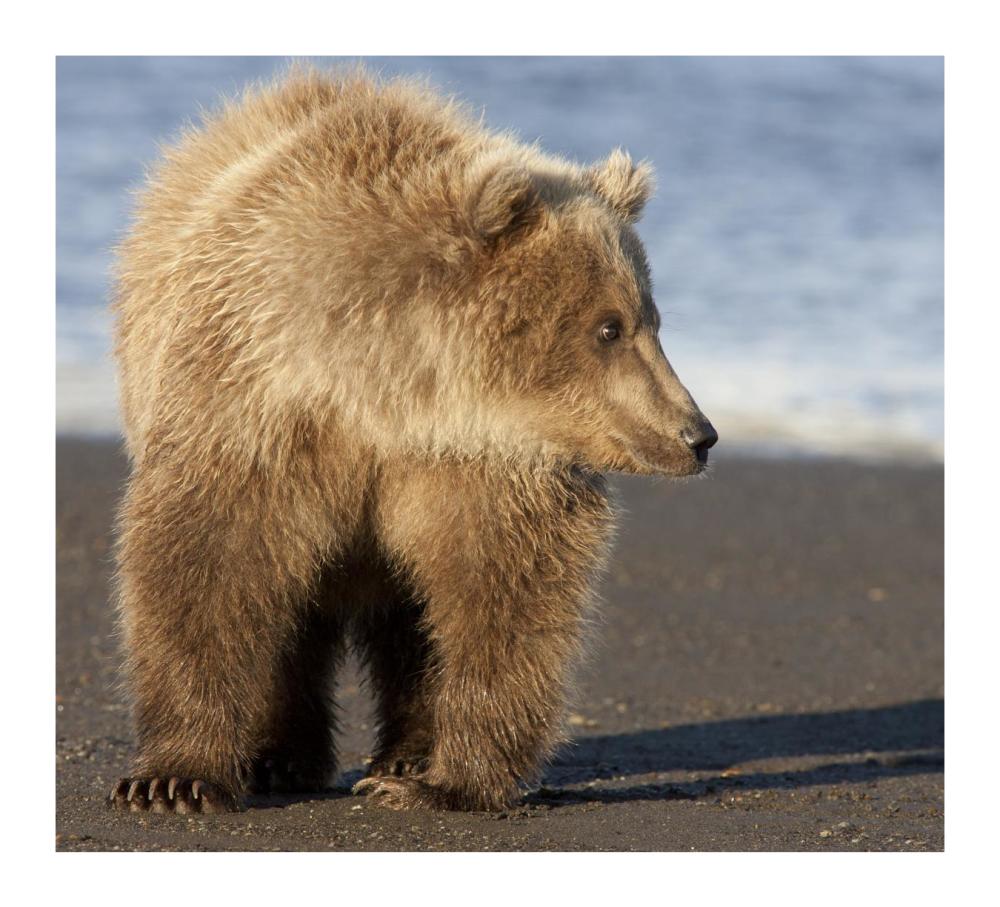 Grizzly Bear yearling, Katmai National Park, Alaska-Paper Art-18"x16.4"