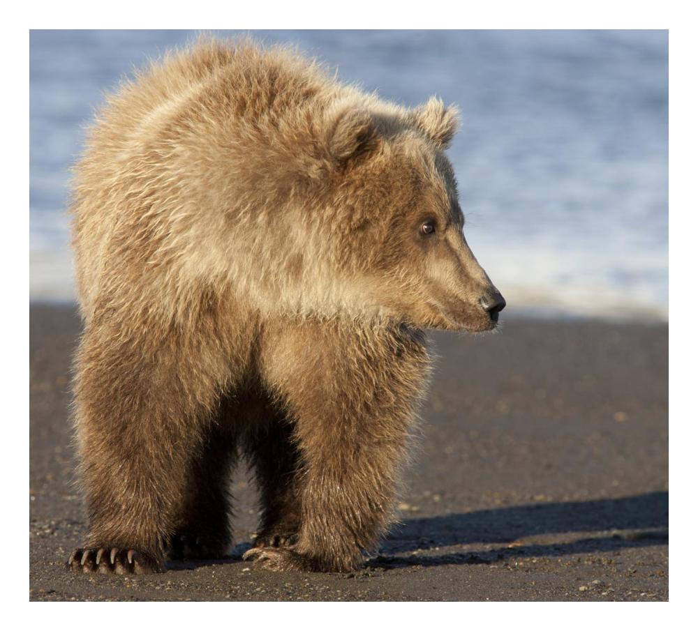 Grizzly Bear yearling, Katmai National Park, Alaska-Paper Art-24"x21.8"