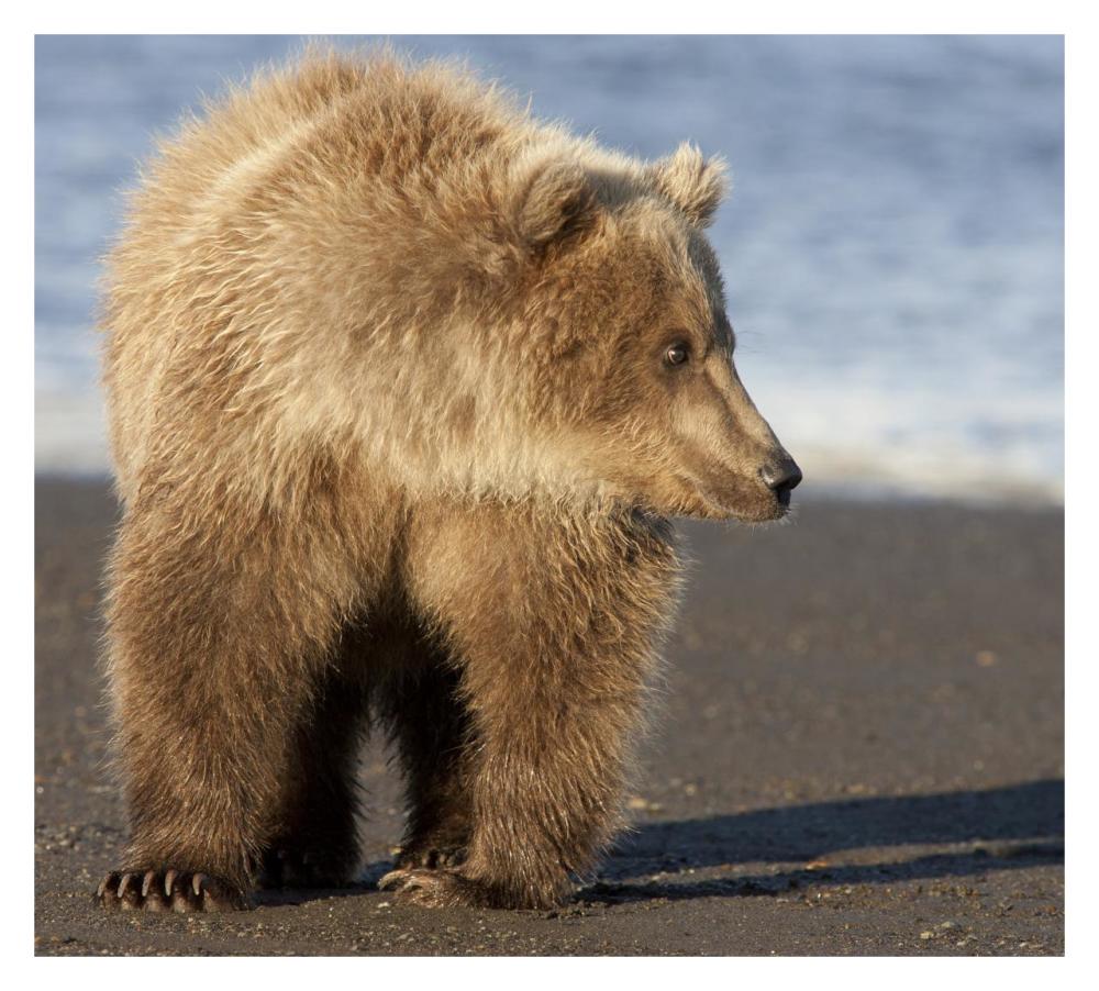 Grizzly Bear yearling, Katmai National Park, Alaska-Paper Art-32"x29"