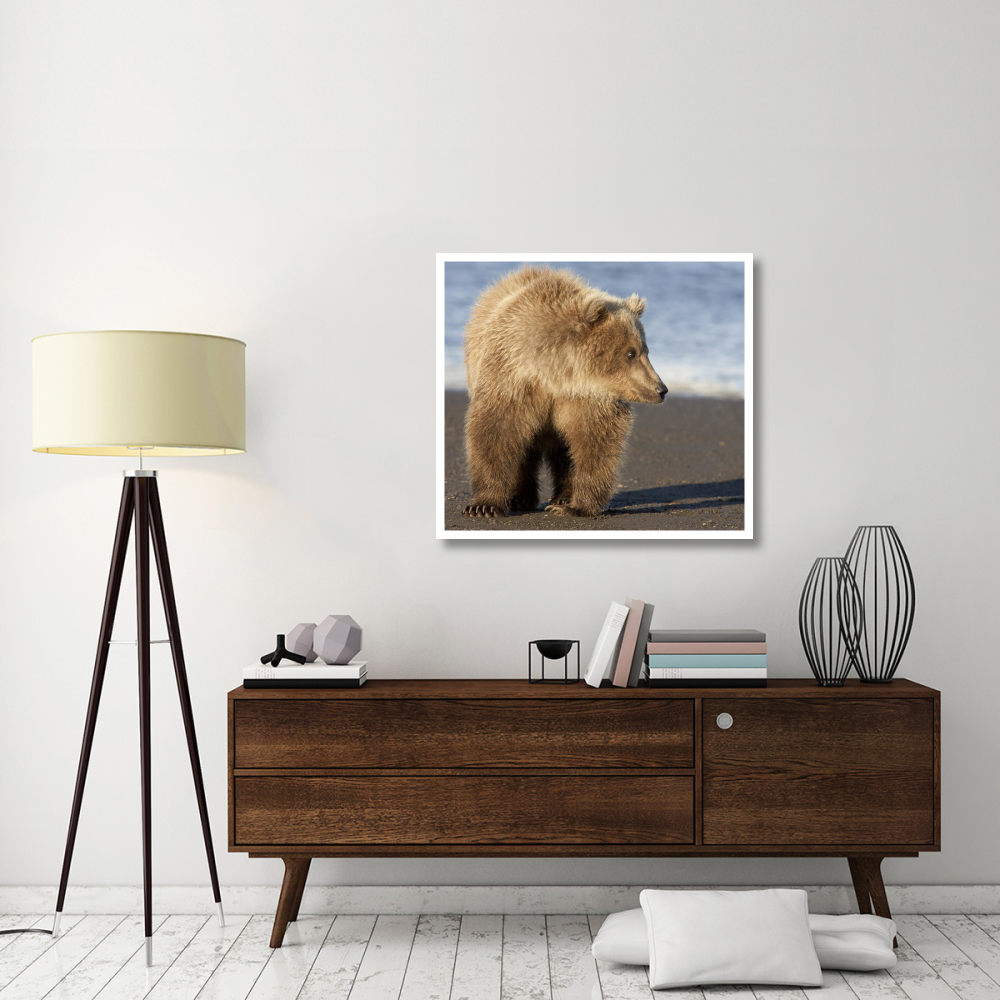 Grizzly Bear yearling, Katmai National Park, Alaska-Paper Art-38&quotx34.4"