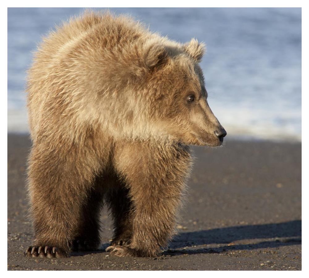 Grizzly Bear yearling, Katmai National Park, Alaska-Paper Art-42"x38"