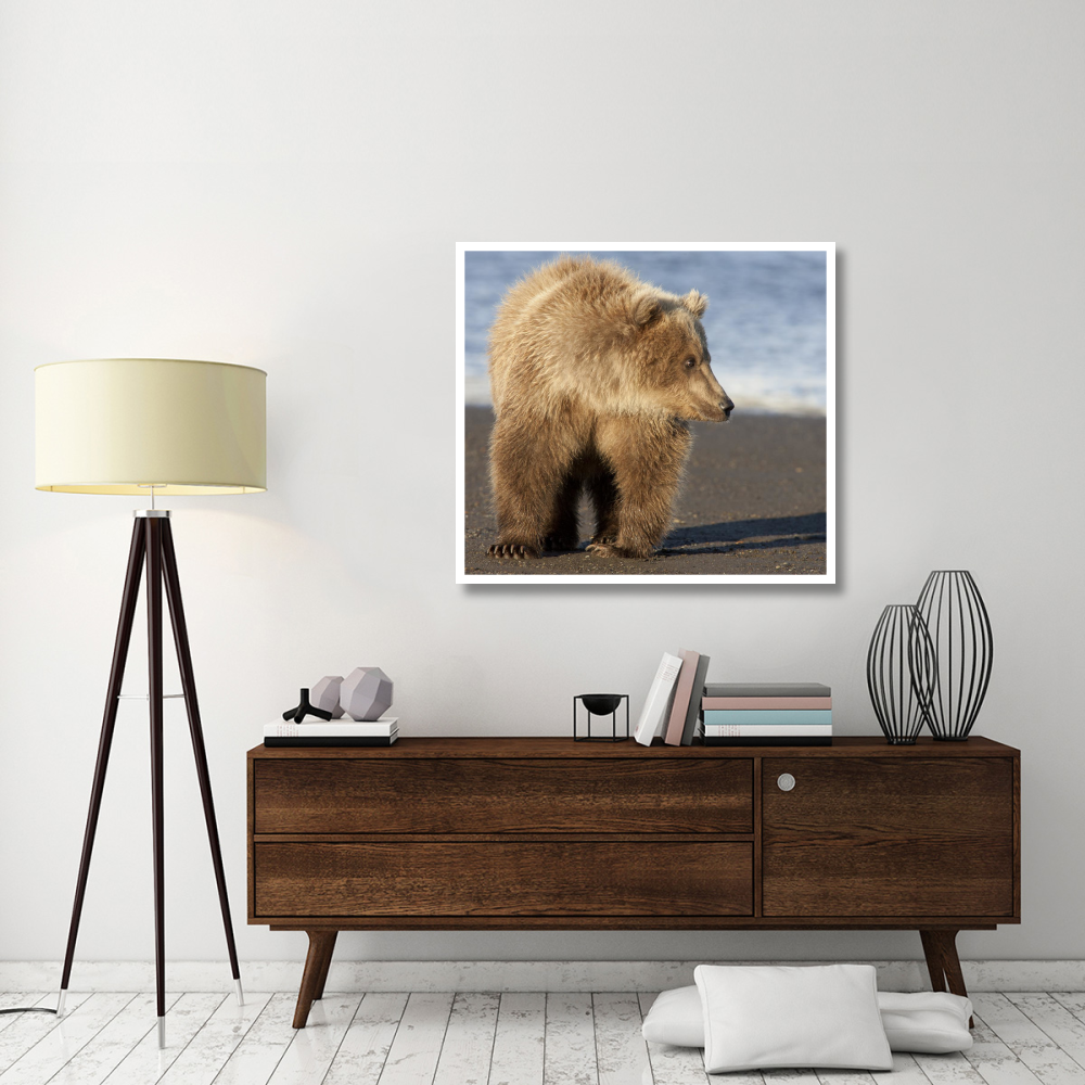 Grizzly Bear yearling, Katmai National Park, Alaska-Paper Art-42&quotx38"