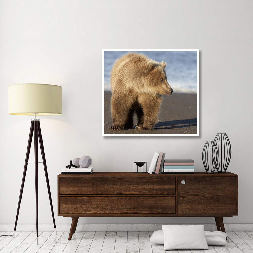 Grizzly Bear yearling, Katmai National Park, Alaska-Paper Art-46&quotx41.6"