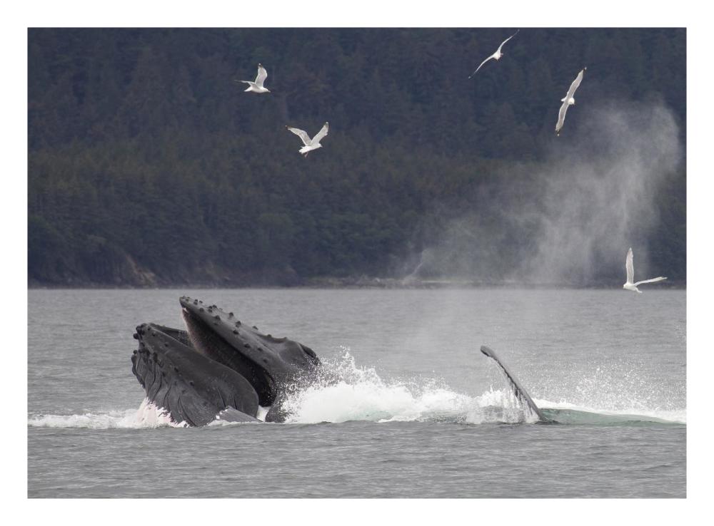 Humpback Whale bubble net feeding near Juneau, Alaska-Paper Art-26"x20"