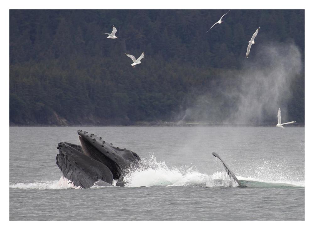 Humpback Whale bubble net feeding near Juneau, Alaska-Paper Art-34"x26"