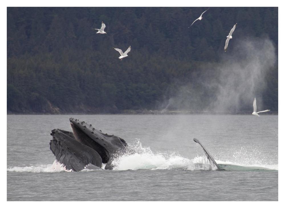 Humpback Whale bubble net feeding near Juneau, Alaska-Paper Art-42"x32"