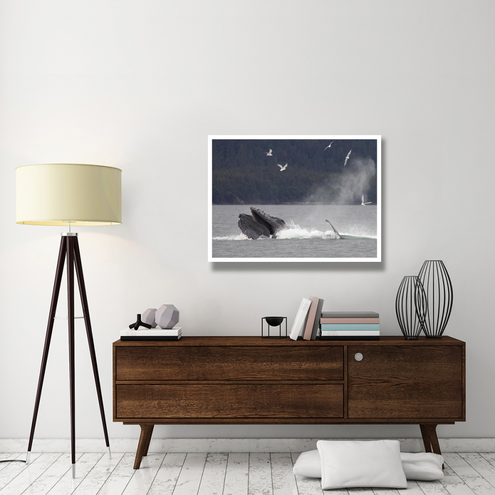 Humpback Whale bubble net feeding near Juneau, Alaska-Paper Art-42&quotx32"