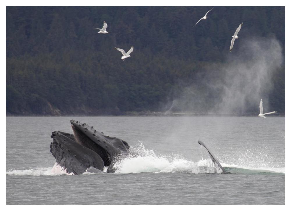 Humpback Whale bubble net feeding near Juneau, Alaska-Paper Art-50"x38"