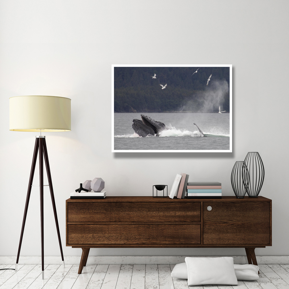 Humpback Whale bubble net feeding near Juneau, Alaska-Paper Art-50&quotx38"