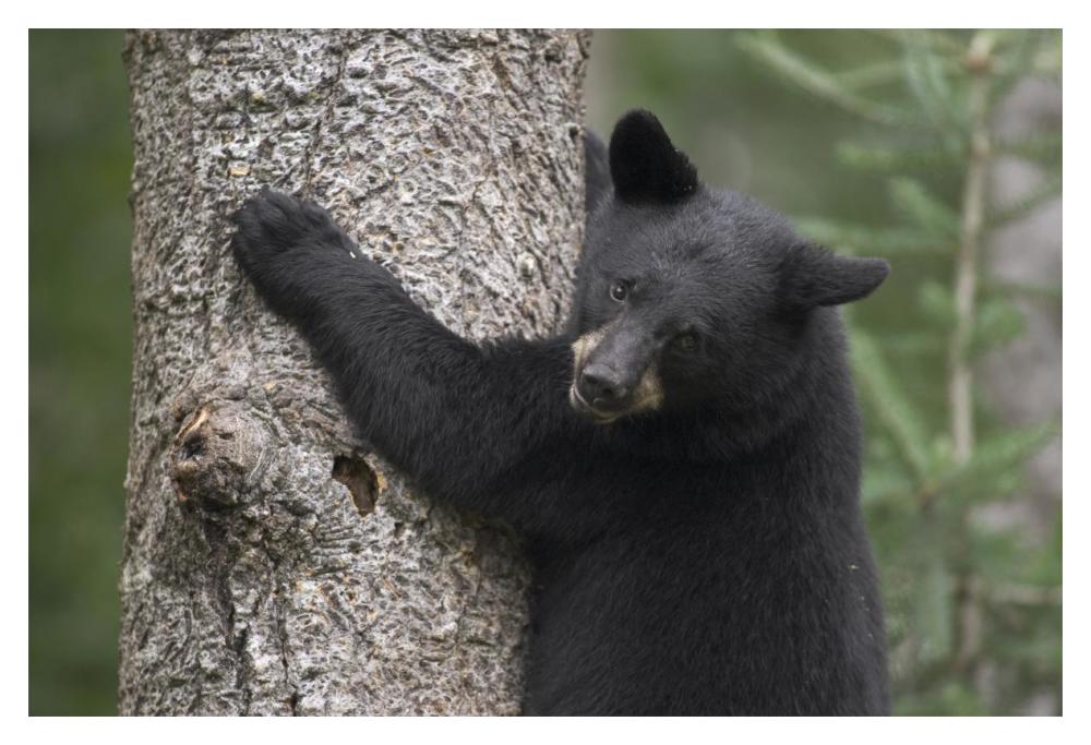 Black Bear cub in tree safe from danger, Orr, Minnesota-Paper Art-20"x14"