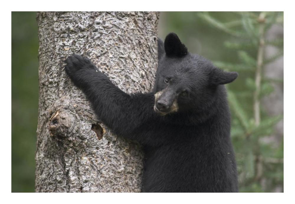 Black Bear cub in tree safe from danger, Orr, Minnesota-Paper Art-26"x18"