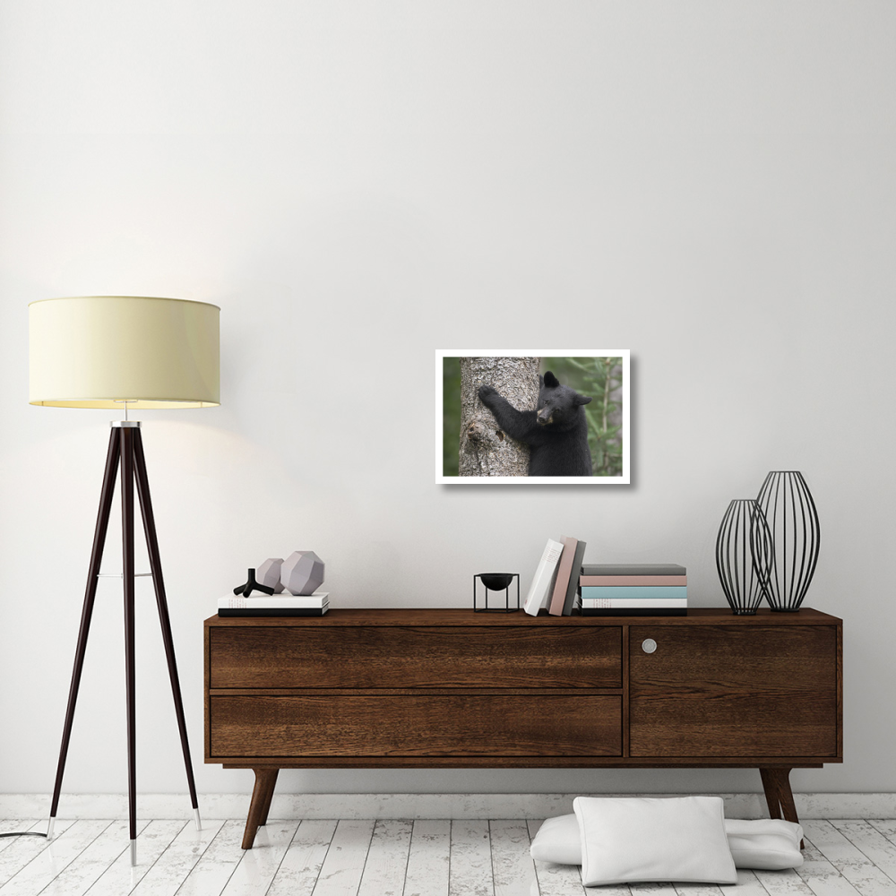 Black Bear cub in tree safe from danger, Orr, Minnesota-Paper Art-26&quotx18"