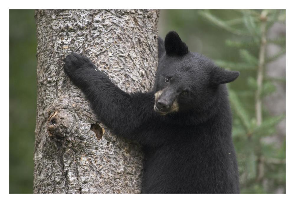Black Bear cub in tree safe from danger, Orr, Minnesota-Paper Art-32"x22"