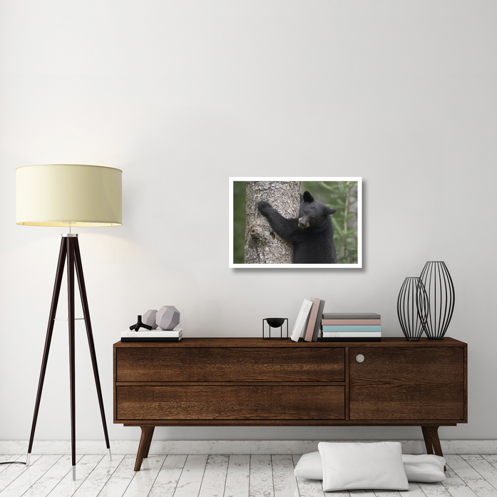 Black Bear cub in tree safe from danger, Orr, Minnesota-Paper Art-32&quotx22"