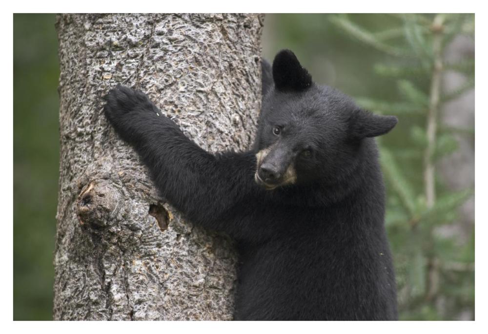 Black Bear cub in tree safe from danger, Orr, Minnesota-Paper Art-38"x26"