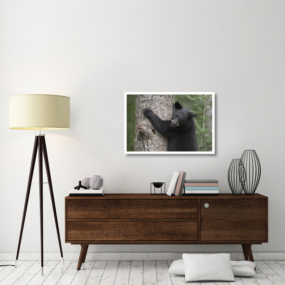 Black Bear cub in tree safe from danger, Orr, Minnesota-Paper Art-38&quotx26"
