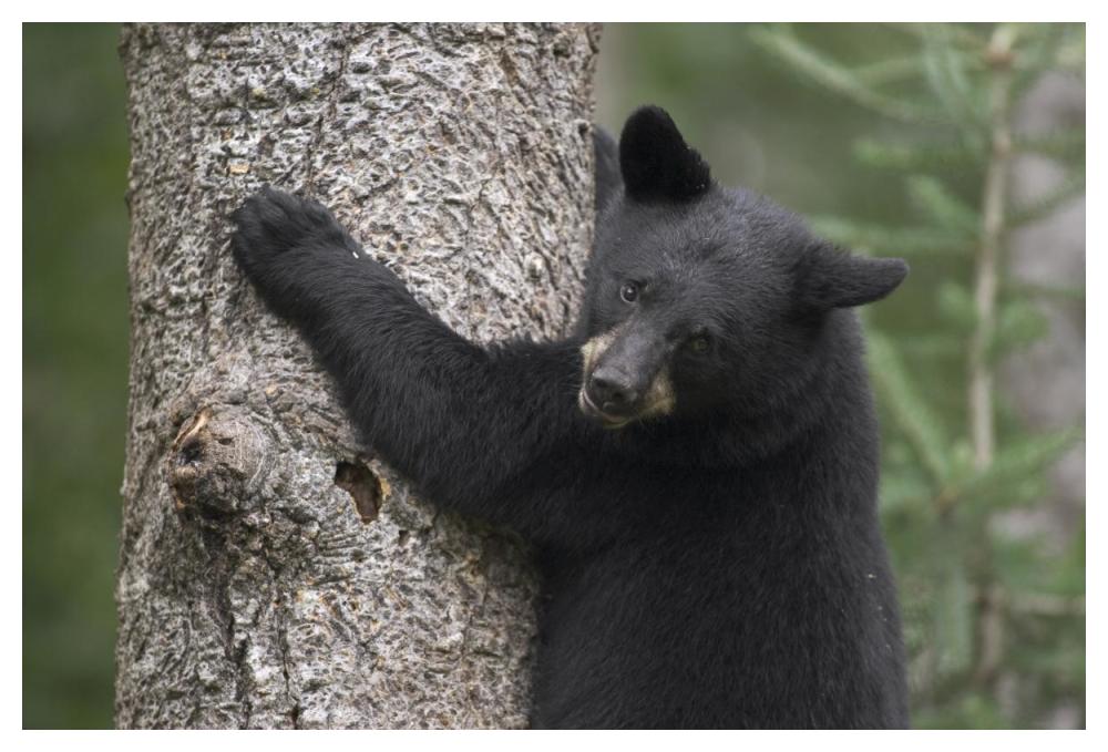 Black Bear cub in tree safe from danger, Orr, Minnesota-Paper Art-50"x34"