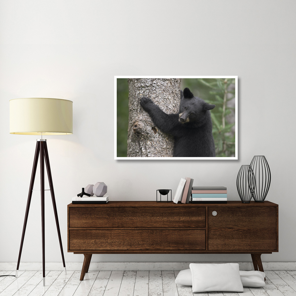 Black Bear cub in tree safe from danger, Orr, Minnesota-Paper Art-50&quotx34"