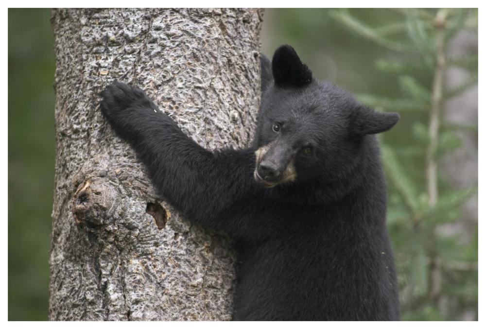 Black Bear cub in tree safe from danger, Orr, Minnesota-Paper Art-62"x42"
