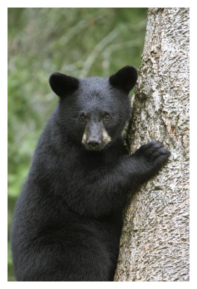 Black Bear cub in tree safe from danger, Orr, Minnesota-Paper Art-14"x20"
