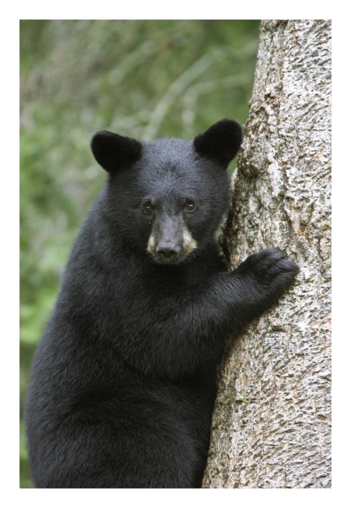 Black Bear cub in tree safe from danger, Orr, Minnesota-Paper Art-18"x26"