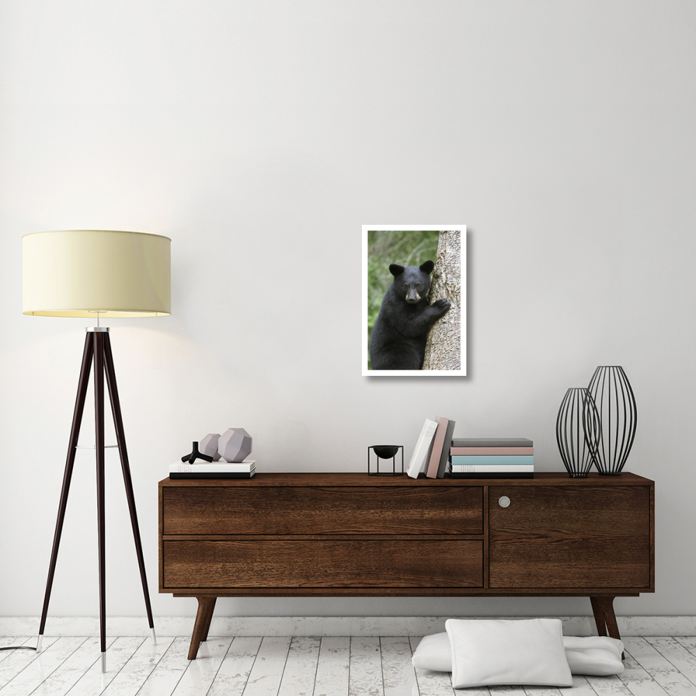 Black Bear cub in tree safe from danger, Orr, Minnesota-Paper Art-18&quotx26"