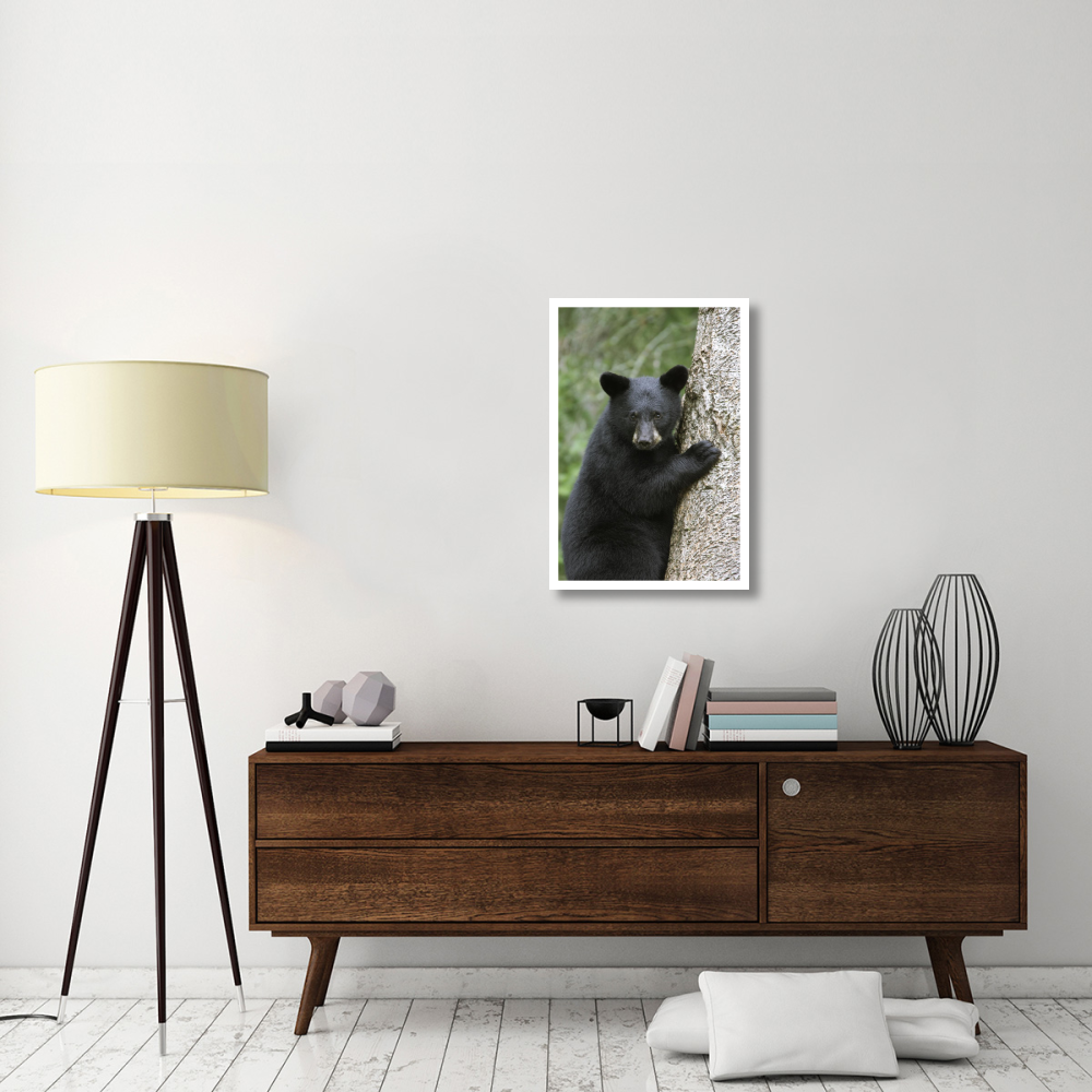 Black Bear cub in tree safe from danger, Orr, Minnesota-Paper Art-22&quotx32"