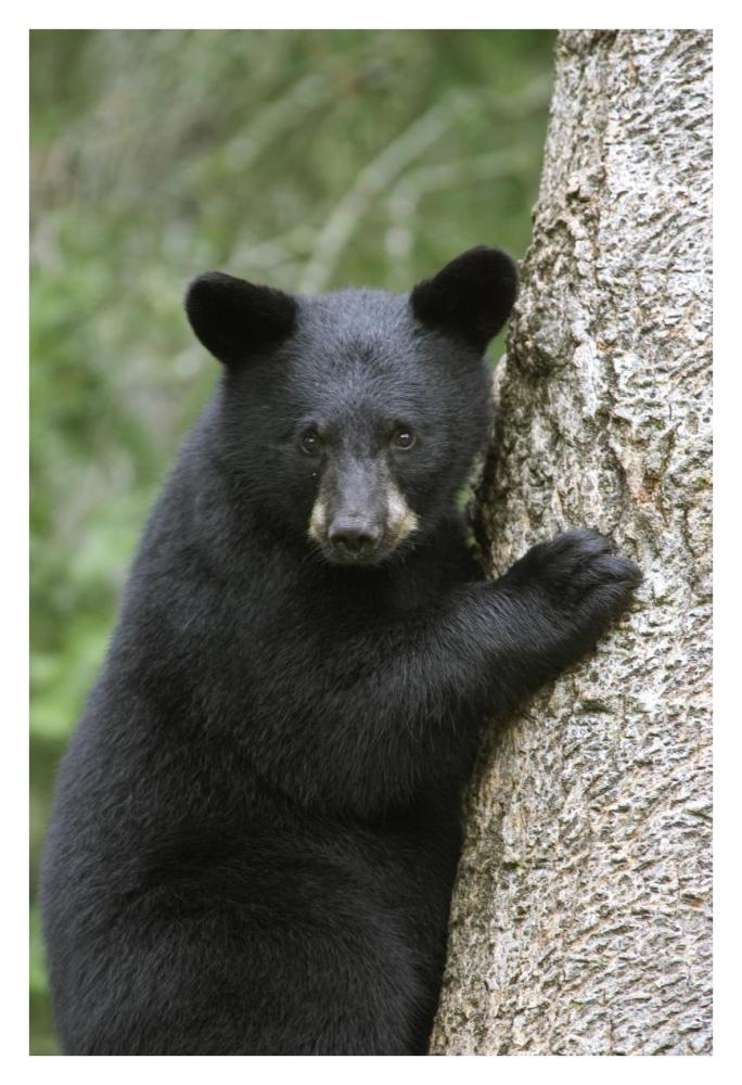 Black Bear cub in tree safe from danger, Orr, Minnesota-Paper Art-26"x38"
