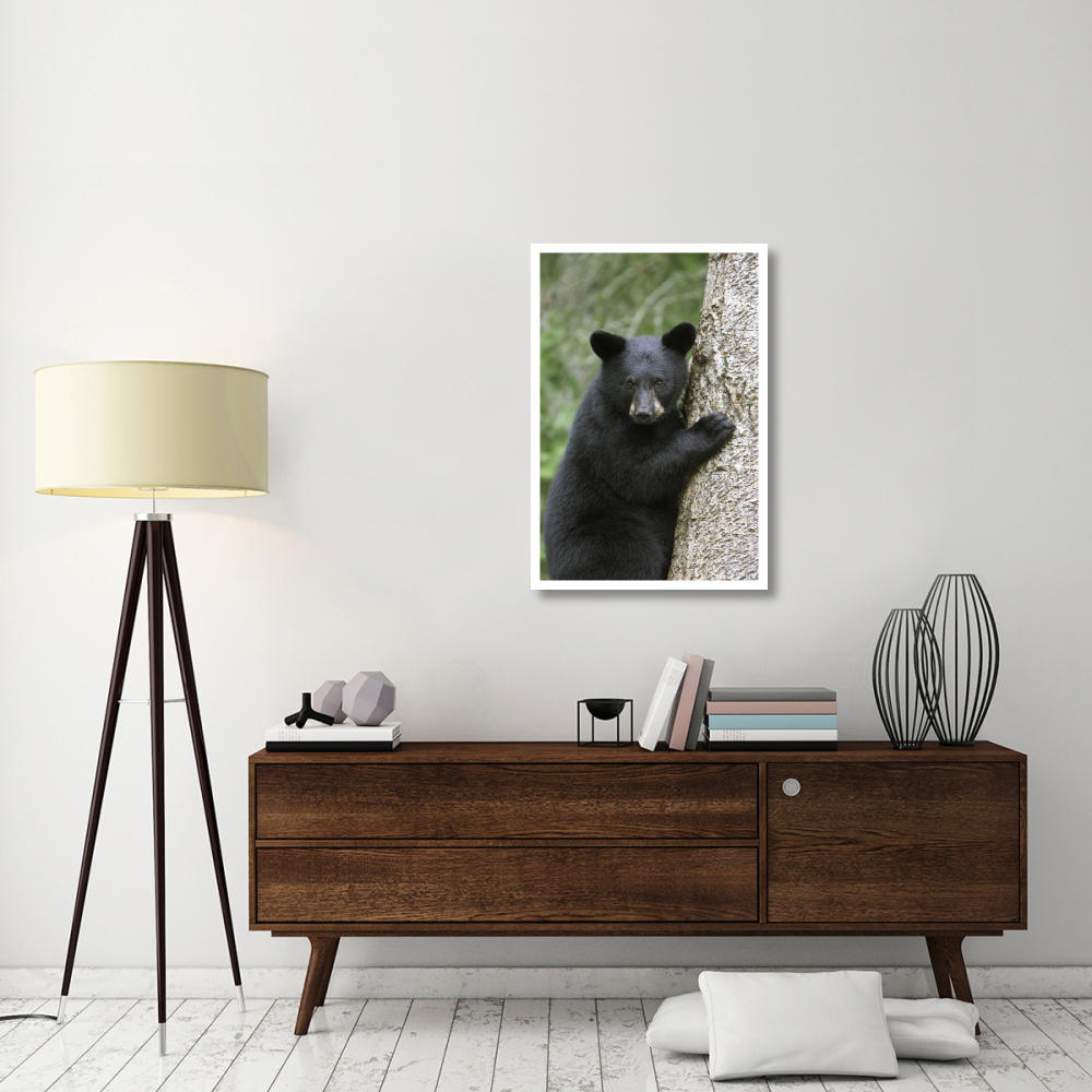 Black Bear cub in tree safe from danger, Orr, Minnesota-Paper Art-26&quotx38"
