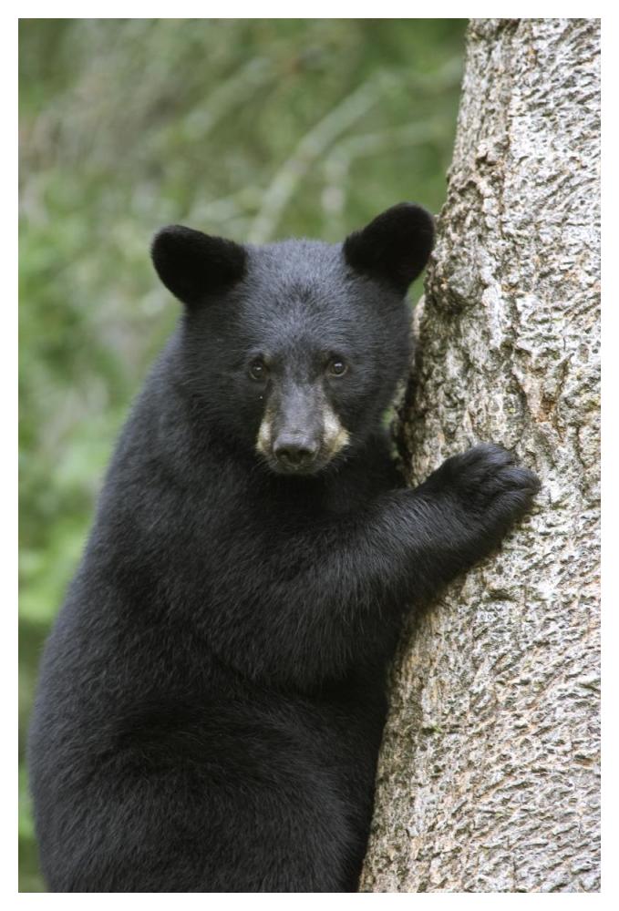 Black Bear cub in tree safe from danger, Orr, Minnesota-Paper Art-34"x50"