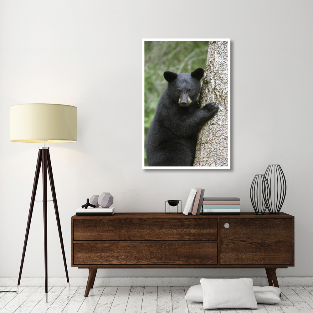 Black Bear cub in tree safe from danger, Orr, Minnesota-Paper Art-34&quotx50"