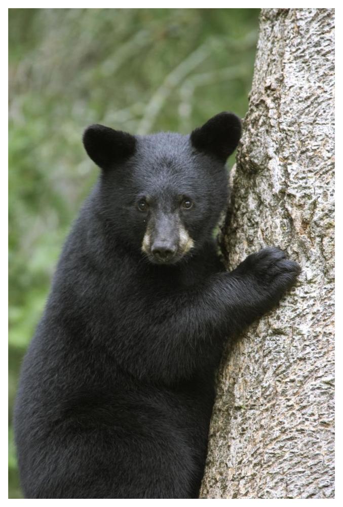 Black Bear cub in tree safe from danger, Orr, Minnesota-Paper Art-42"x62"