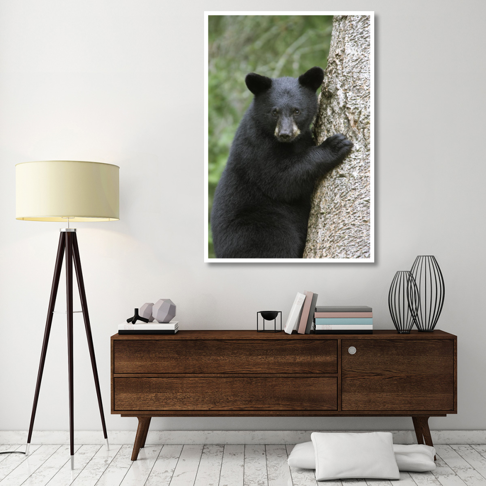 Black Bear cub in tree safe from danger, Orr, Minnesota-Paper Art-42&quotx62"