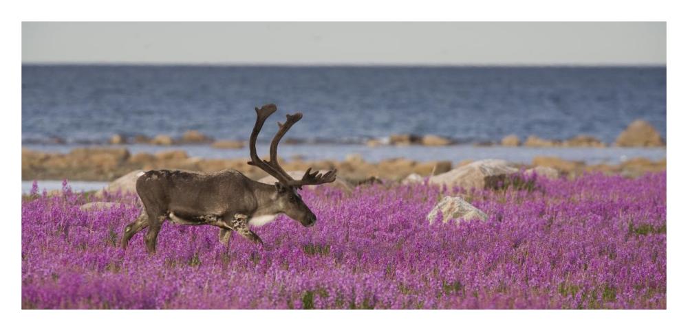 Caribou male in a field of fireweed, Hudson Bay, Canada-Paper Art-32"x15.5"