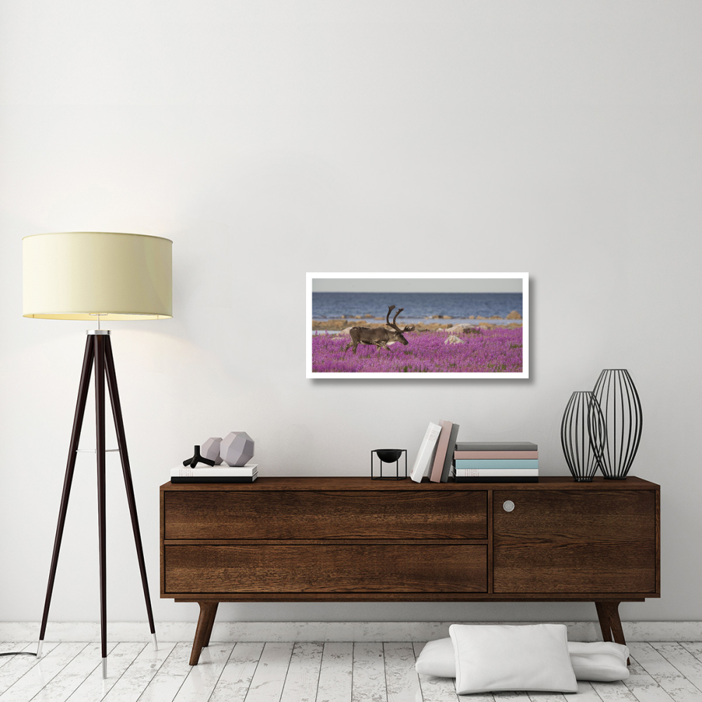 Caribou male in a field of fireweed, Hudson Bay, Canada-Paper Art-38&quotx18.2"