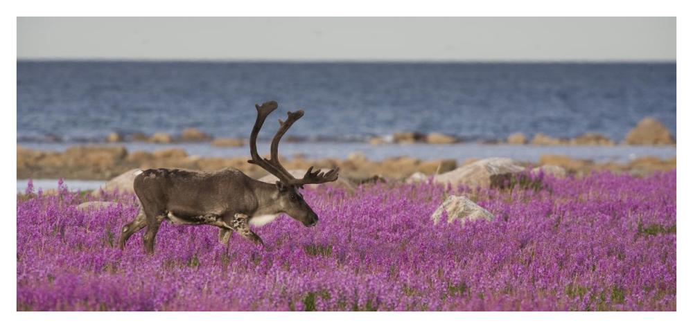 Caribou male in a field of fireweed, Hudson Bay, Canada-Paper Art-42"x20"