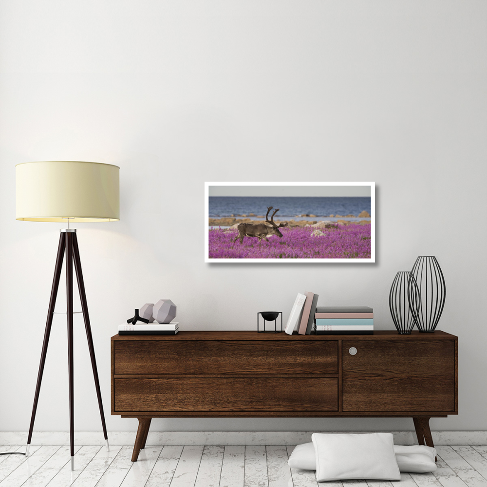 Caribou male in a field of fireweed, Hudson Bay, Canada-Paper Art-42&quotx20"