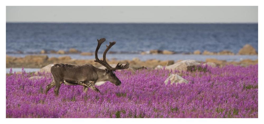 Caribou male in a field of fireweed, Hudson Bay, Canada-Paper Art-46"x21.8"