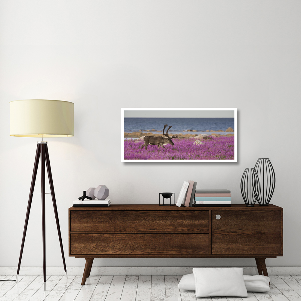 Caribou male in a field of fireweed, Hudson Bay, Canada-Paper Art-46&quotx21.8"